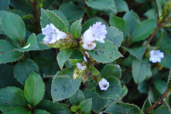 Phlebophyllum kunthianum